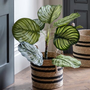 Cedar & Sage Artificial Small Calathea Leaf Tree In Black Plant Pot
