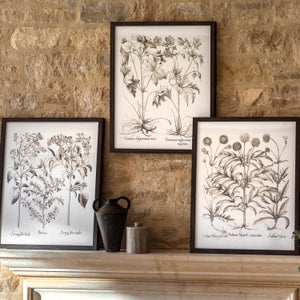 Cedar & Sage Set Of 3 Evergreen Framed Prints