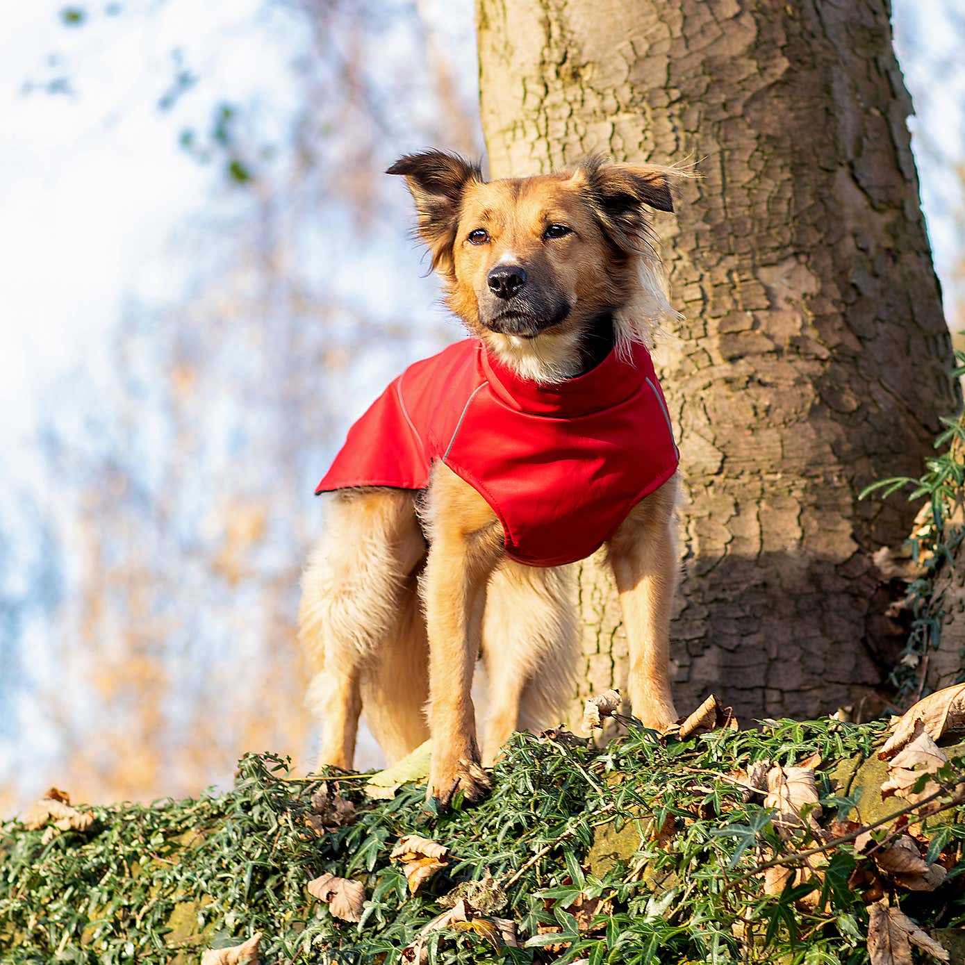 Carousel zoom image position 5 of 9