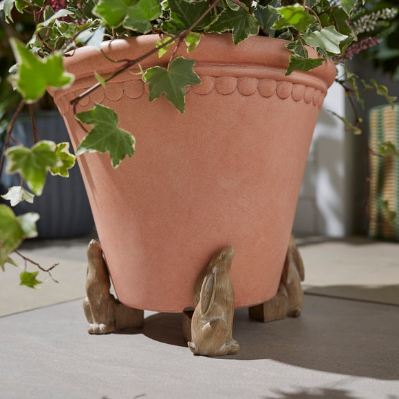 Hare Plant Feet
