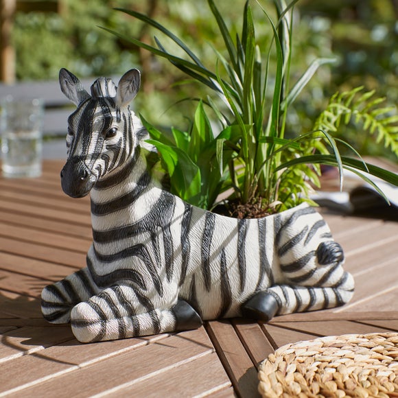 Zebra Plant Pot