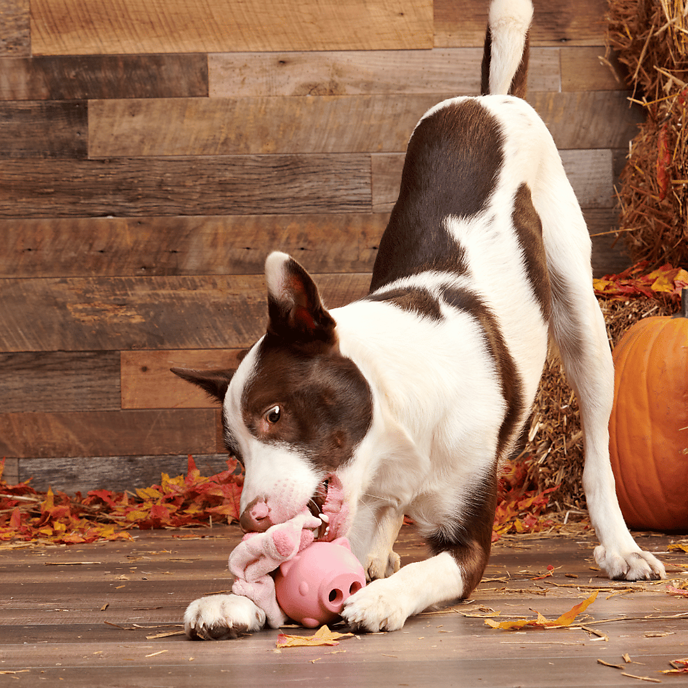 Carousel zoom image position 2 of 3