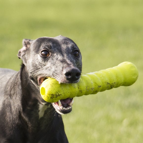 View Foaber Roll Dog Toy View Foaber Roll Dog Toy