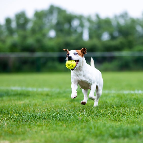 Carousel navigation image position 6 of 6