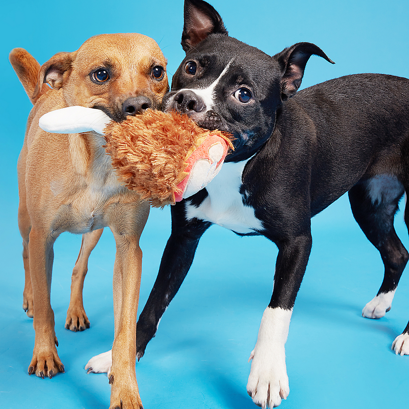 Carousel zoom image position 2 of 3