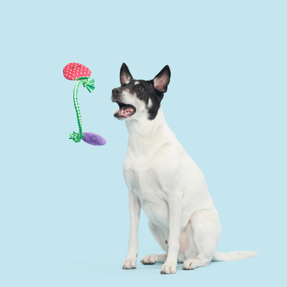 Carousel navigation image position 3 of 3