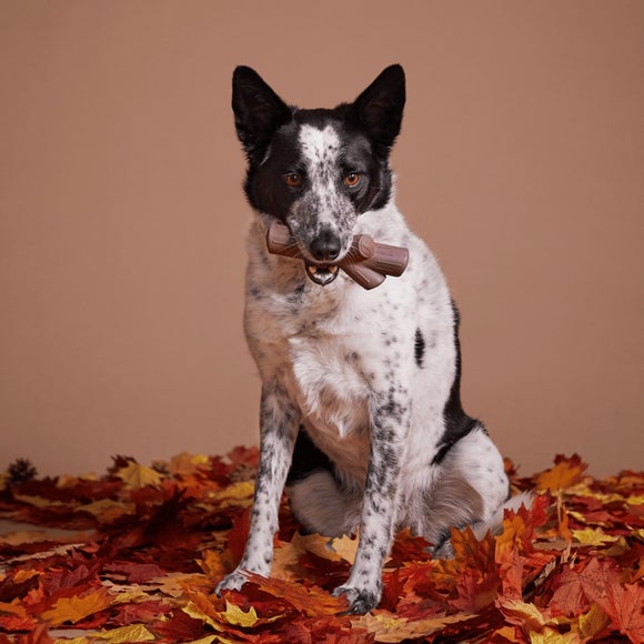 Bark Fall Stick Dog Toy
