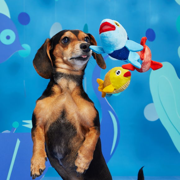 Bark Pack of 3 The Groupers Dog Toy