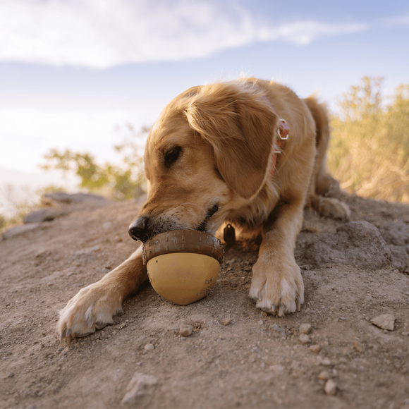 Bark Acornucopia Dog Toy