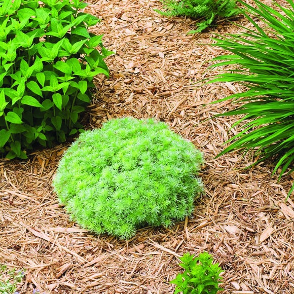 Landscape Fabric, 1m x 20m