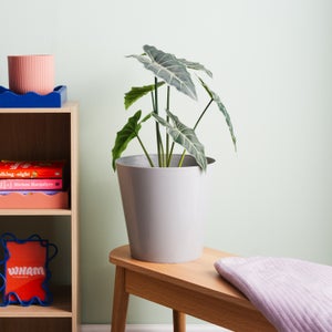 Wham Studio Pack Of 4 Round Plant Pot Covers
