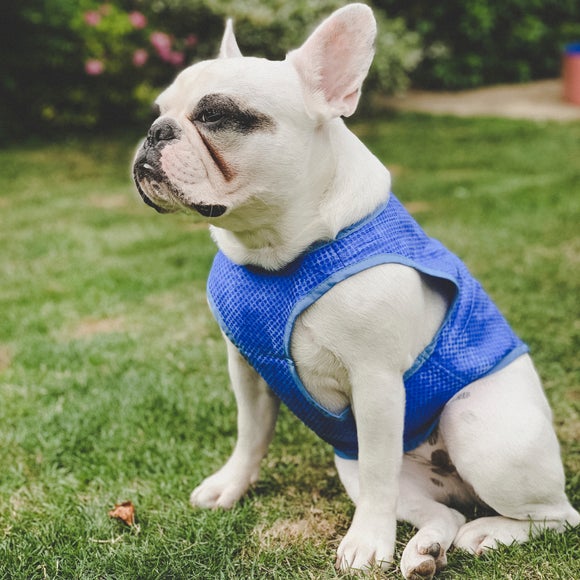 Crufts Cooling Vest