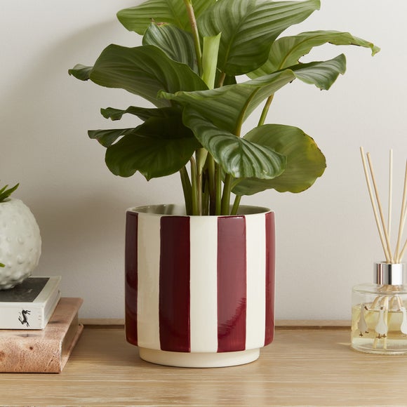 Striped Ceramic Plant Pot