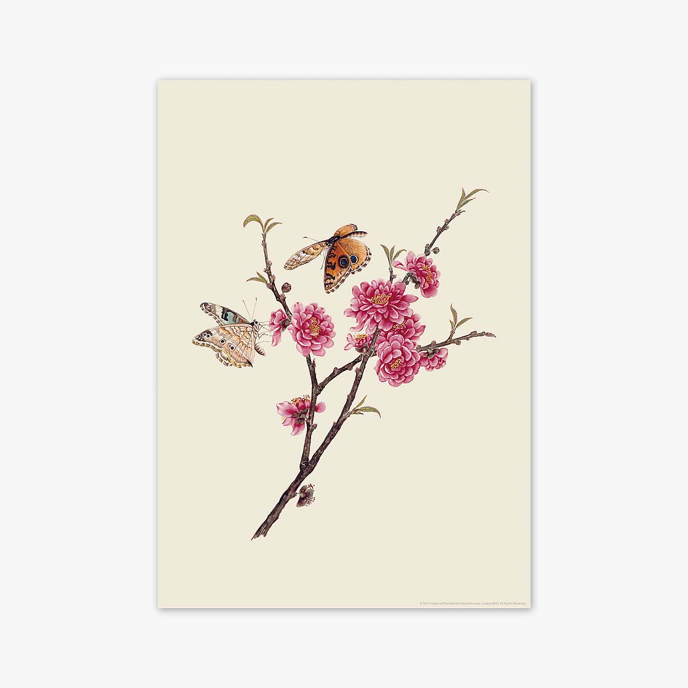 Carousel zoom image position 2 of 2