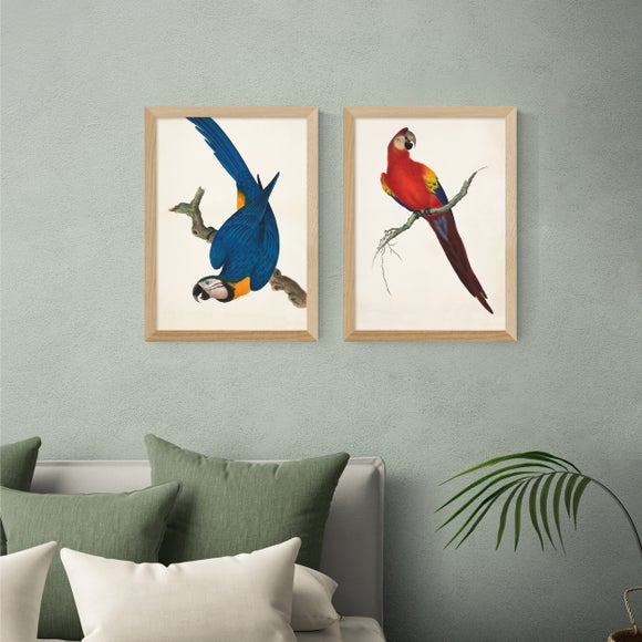 East End Prints Set of 2 Parrots Prints