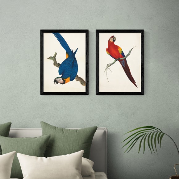 East End Prints Set of 2 Parrots Prints