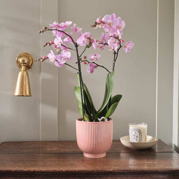View Orchid Beaution House Plant In Ribbed Ceramic Pot View Orchid Beaution House Plant In Ribbed Ceramic Pot
