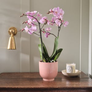 Orchid Beaution House Plant In Ribbed Ceramic Pot