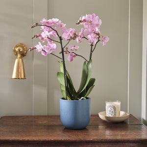 Orchid Beaution House Plant In Earthenware Pot