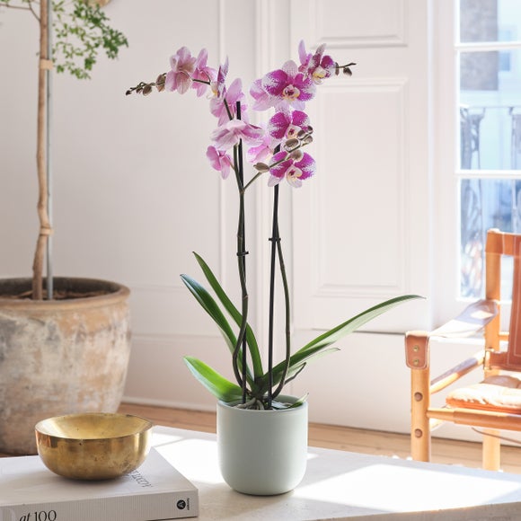 Barcelona Orchid 2 Spike House Plant in Earthenware Pot