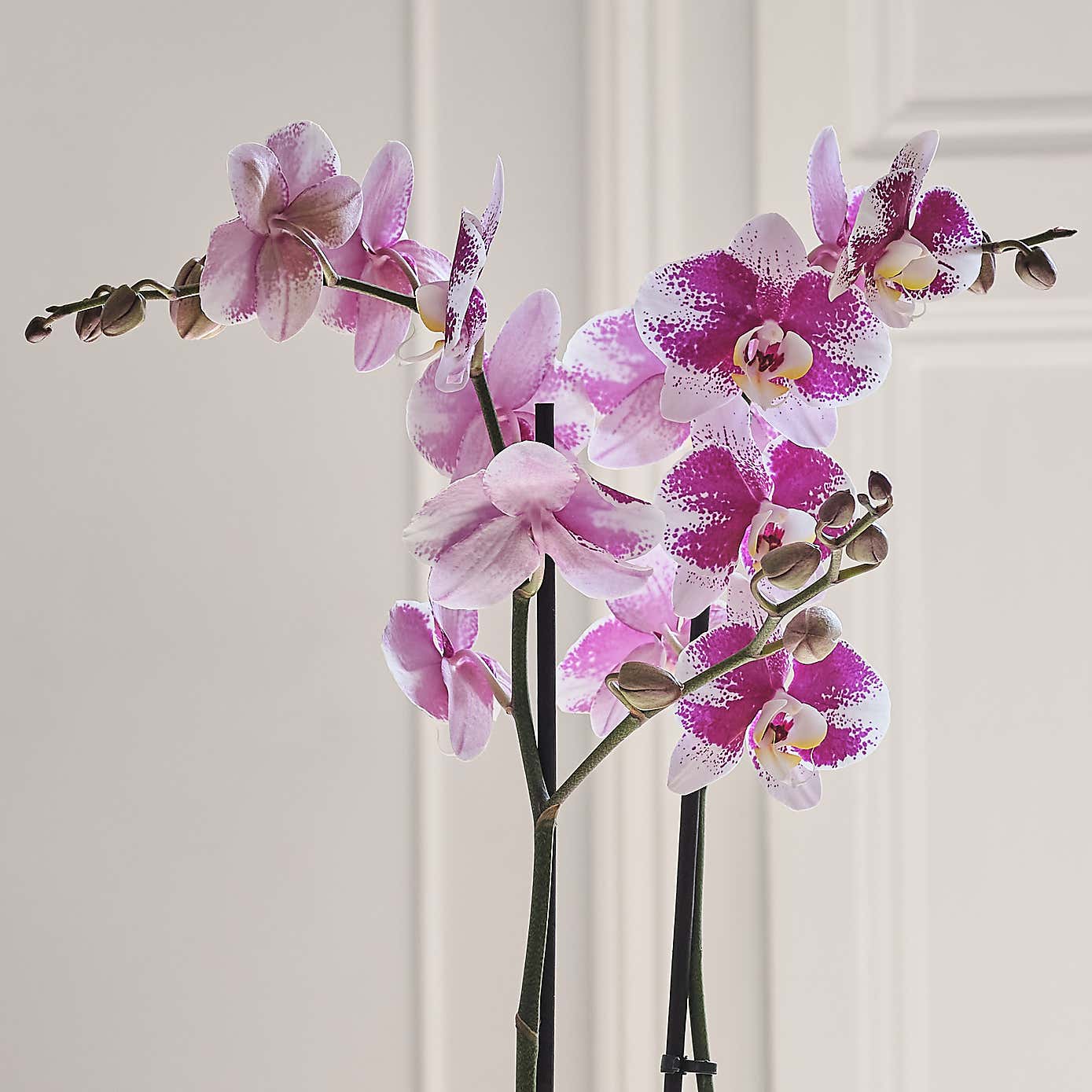 Carousel zoom image position 2 of 3