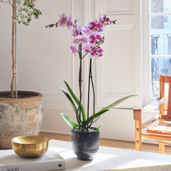 Barcelona Orchid 2 Spike House Plant in Ribbed Ceramic Pot