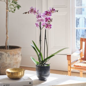 Barcelona Orchid 2 Spike House Plant In Ribbed Ceramic Pot