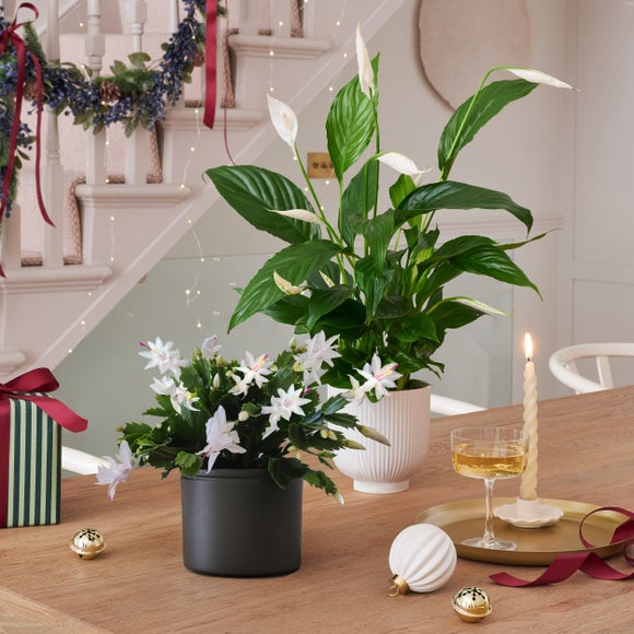 Christmas Cactus Peace Lilly Potted House Plant Bundle