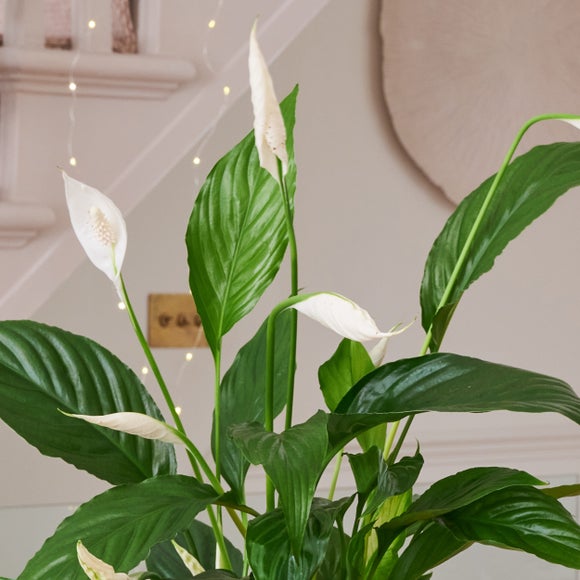 Carousel navigation image position 3 of 4