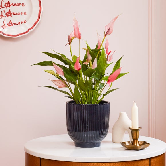Anthurium Lilli House Plant in Ribbed Ceramic Pot