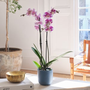 Barcelona Orchid 2 Spike House Plant In Earthenware Pot