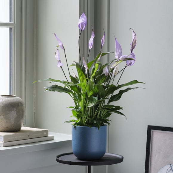 Peace Lily Bellini Lilac House Plant in Earthenware Pot