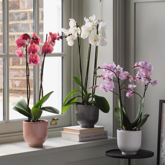 Beaution Neisse Orchid Ribbed Potted House Plant Bundle