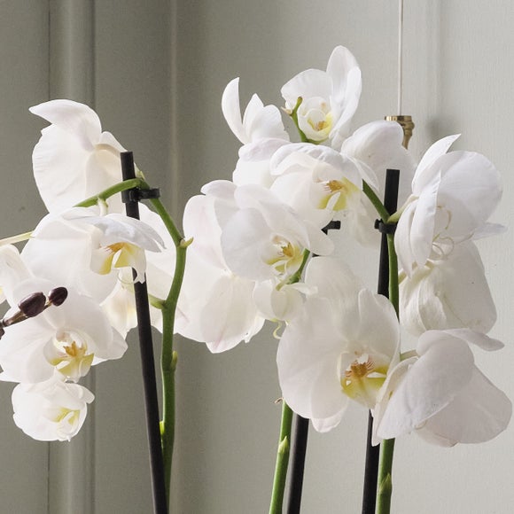 Carousel navigation image position 4 of 7