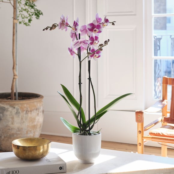 Barcelona Orchid 2 Spike House Plant in Ribbed Ceramic Pot
