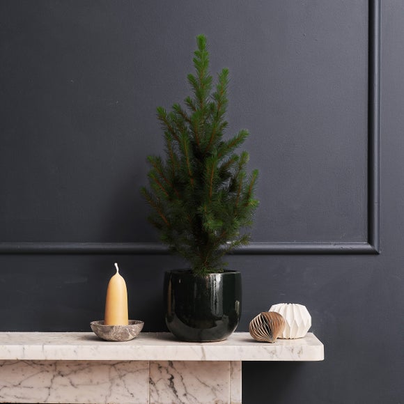 Picea Tree and Pablo House Plant in Ceramic Pot