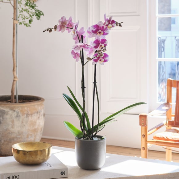 Photo 1 of Barcelona Orchid 2 Spike House Plant In Earthenware Pot Photo 1 of Barcelona Orchid 2 Spike House Plant In Earthenware Pot