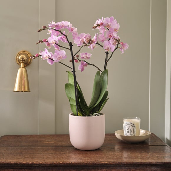 Orchid Beaution House Plant in Earthenware Pot