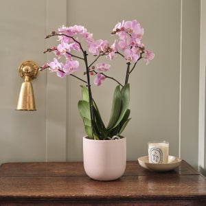 Orchid Beaution House Plant In Earthenware Pot