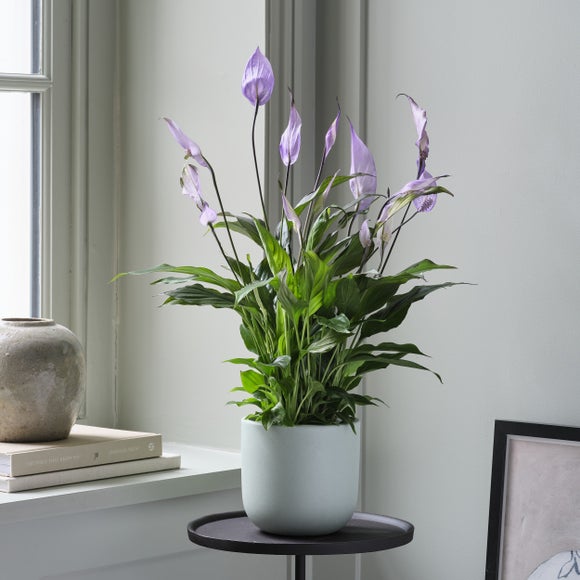 Peace Lily Bellini Lilac House Plant in Earthenware Pot