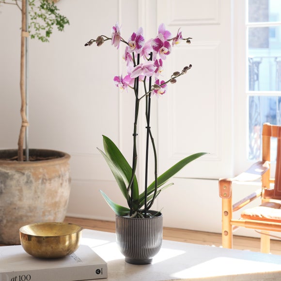 Barcelona Orchid 2 Spike House Plant in Ribbed Ceramic Pot