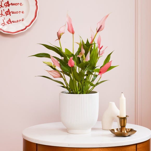 Anthurium Lilli House Plant in Ribbed Ceramic Pot