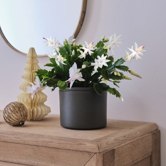 Christmas White Cactus House Plant in Ceramic Pot