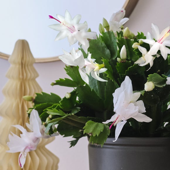 Carousel navigation image position 2 of 3