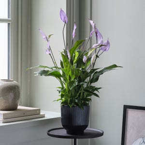 Peace Lily Bellini Lilac House Plant In Ribbed Ceramic Pot
