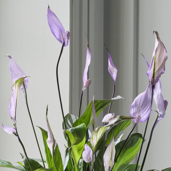 Carousel navigation image position 2 of 3