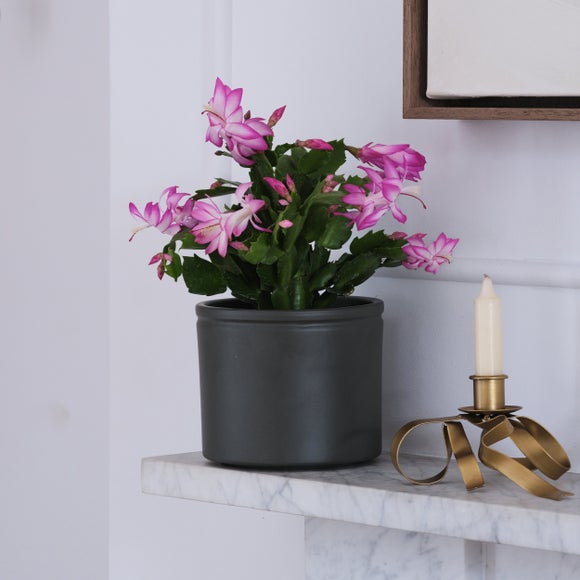 Christmas Pink Cactus House Plant in Ceramic Pot