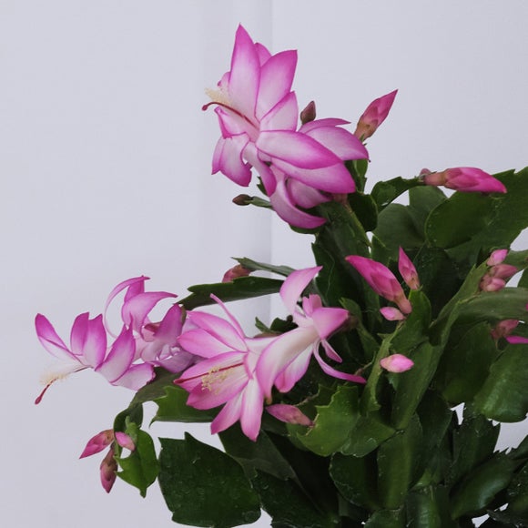 Carousel navigation image position 2 of 3