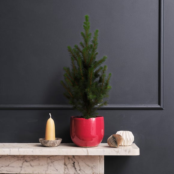 Picea Tree and Pablo House Plant in Ceramic Pot