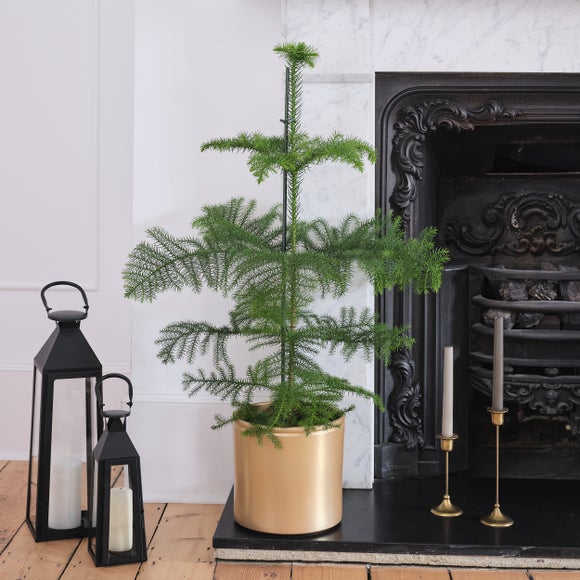 Norfolk Pine House Plant in Gold Ceramic Pot